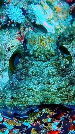 Octopus Unbelievable Color Change #ocean #octopus #animals