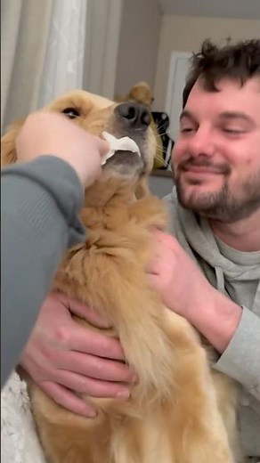 Caught Eating Toilet Paper… Zero Regrets 😂🧻#goldenretriever #puppy #dog #funny #toiletpaper #pets
