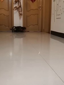 Watch Laser Pointer for Cats Dogs Pet on Amazon Live