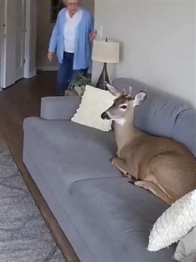 deer loves sofa