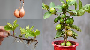 131K views · 5K reactions | Farmer's Secret To Growing Super Fruit Guava | DIY Balcony Garden | Facebook