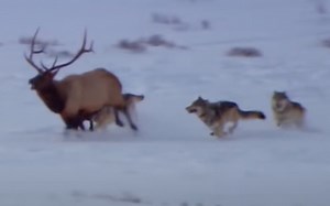 【黄石公园】狼群捕猎加拿大马鹿 纪录片片段