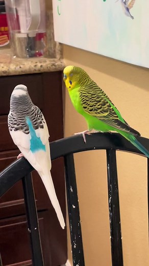 Parakeets For Beginners #budgie #parakeet #budgielife #parrotmama #parrotsoftiktok #petbird #parakeetbird #birdtiktok #birdsounds #birddancing
