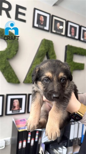 🐾 𝐇𝐚𝐧𝐝𝐬-𝐨𝐧 𝐥𝐞𝐚𝐫𝐧𝐢𝐧𝐠 𝐚𝐭 𝐢𝐭𝐬 𝐜𝐮𝐭𝐞𝐬𝐭 🐶💚 Today our Animal Care students welcomed 10 adorable 6-week-old puppies into the classroom 🐾 As part of their practical training, our learners got hands-on experience with: ✂️ Nail cutting 💊 Worming treatments Real-life learning like this helps build confidence, develop essential skills, and prepare our students for working in the animal care industry 🐕✨ Safe to say… there were plenty of cuddles involved too 🥹💚 #AnimalCare #Ha