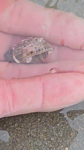 Afternoon Everybody Hermit crab in a Dog Whelk shell | MR FISH