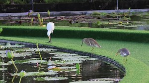 Brown Birds are walking in the lotus pond over lotus leaf to finding insect for food with blur background focus. Moving camera follow the bird to get bird motion.