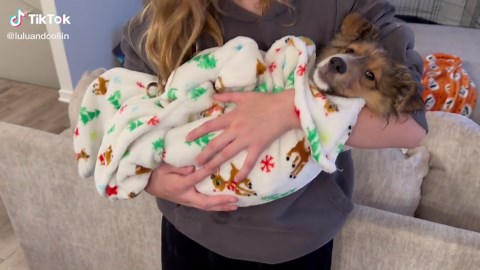 Cuddly Post-Bathtime Sheltie Moments