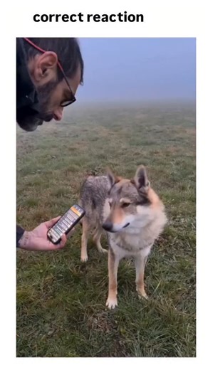 @memes.its.9 on Instagram: "This post from @bitzcasino features a short video of a wolf-dog hybrid joyfully howling in a foggy field, seemingly responding to a sound played on the owner's phone, captioned simply as "correct reaction" to highlight its humorous expressiveness. The account specialises in sharing uplifting animal clips, amassing over 32,000 views and 600 likes within hours, with replies featuring similar reaction videos of chimps, dogs, and lions, indicating strong engagement in the