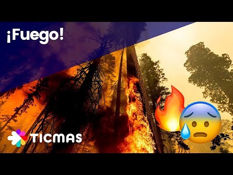 INCENDIOS FORESTALES 🔥 Por qué se producen y consecuencias 🔥
