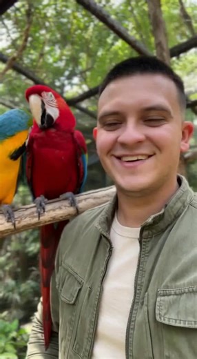 Discover the Beauty of Parrots: Nature's Colorful Birds