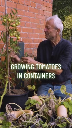 Growing Tomatoes in Containers: Essential Tips