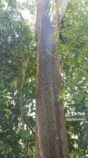 Exploring the Beauty of Rock Python Skin in Leather Crafting