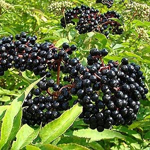 100 Premium Seeds Common Wild Elderberry Seeds American Elder Sambucus Nigra Canadensis Seeds- Non-GMO Seeeds- Very Hardy Healthy