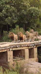 73K views · 27K reactions | 5 Male Lions Crossing the Wooden Bridge...