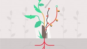 RootWave uses electricity to kill weeds without using chemical herbicides