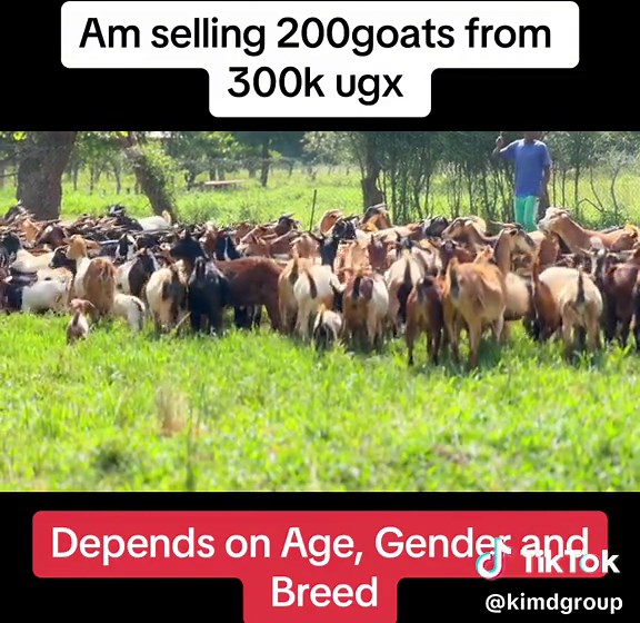 Get the Best Deals on Goats: Affordable & Quality Breeds