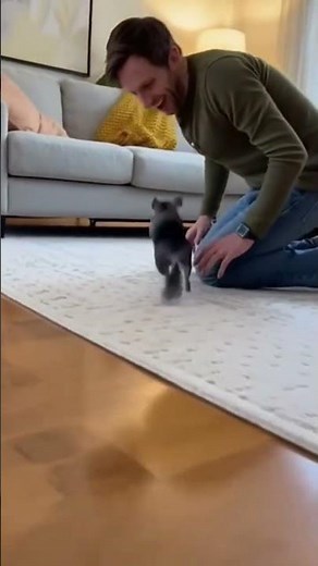 Running around at high speed and jumping onto your shoulder! This chinchilla's ninja moves are so...