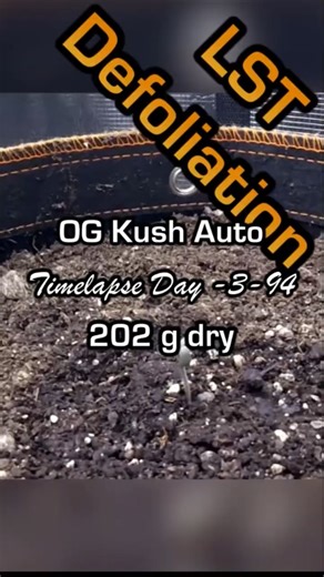 OG Kush Auto #2 Day -3-94 Timelapse #autoflower #fastbuds #timelapse #shorts