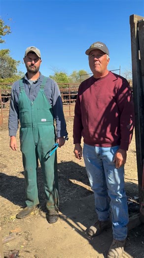 2K views · 46 reactions | Learn more about how we care for our herd during the breeding process. #mershoncattle | Mershon Cattle | Facebook