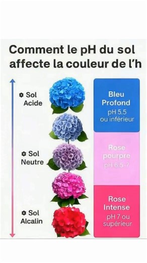🌸🌱 Guide Express pour Changer la Couleur des Hortensias 🌱🌸 1️⃣ Analysez le pH du sol : c’est un facteur clé pour la couleur des fleurs. 2️⃣ Pour des tons bleus ou violets : ajoutez du sulfate d’aluminium ou du marc de café. 3️⃣ Pour des teintes roses ou rouges : incorporez du calcaire ou des coquilles d’œufs broyées. 4️⃣ Procédez par étapes et avec patience : les changements prennent du temps. 5️⃣ Surveillez et ajustez au besoin jusqu’à obtenir la couleur souhaitée. 🌸 Donnez à vos hortensia