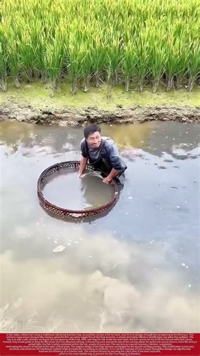 Traditional Bamboo Basket Fishing Techniques in Agricultural Canals