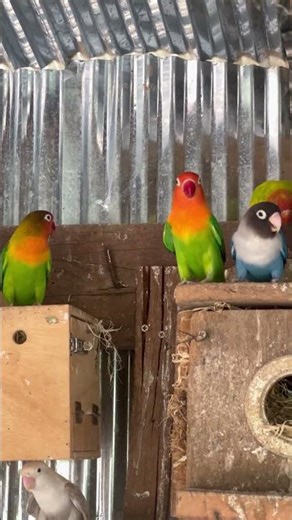 Cute love birds❤️🥰 #lovebirdsfarming #birds #lovebirds #birdingparadise