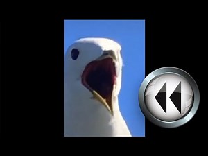 Screaming Seagull [reverse]