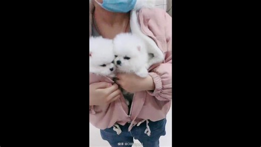 Rehoming Two Cute White Puppies