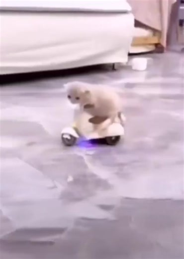 Cat stunts😻 | I love Memes