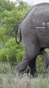 5.7K views · 152 reactions | An elephant bull in musth trials a...