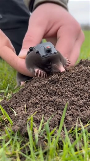 We put a GoPro on a MOLE… and saw its world for the first time 🤯 #shorts#meerkat #animals