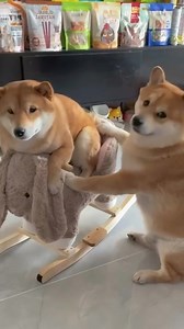 150K views · 3.4K reactions | So adorable | Shiba Inu Overload | Facebook