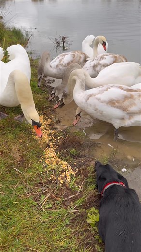 Gilbert Fischer on Reels