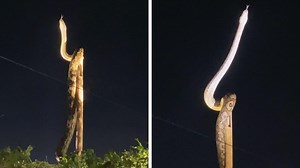 Riesige Python wickelt sich um Strommast