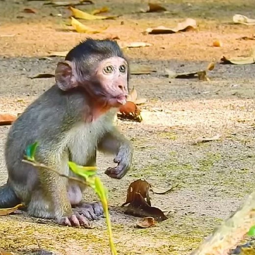 Little Monkey Baby Helpless Vomiting To Food Poisoning || No Good#shorts #shortvideo#monkeybaby