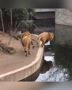 236K views · 3.7K reactions | The Funniest Zoo Fails Caught on Camera! 藍 | Animal Antics | Facebook