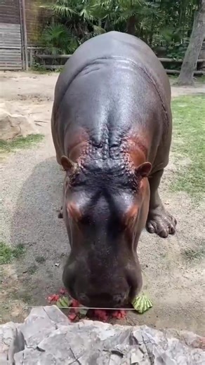Hey Buddy | Hippos Unity