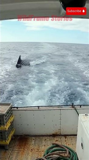 A big fish is chasing a boat! #fish