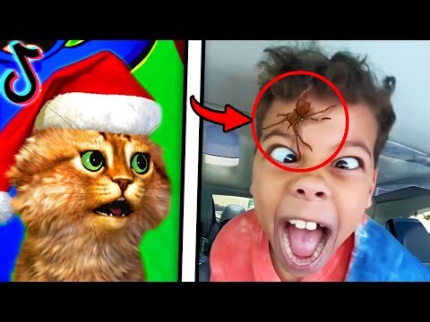Reacting To The FUNNIEST Videos (TRY NOT TO LAUGH CHALLENGE)