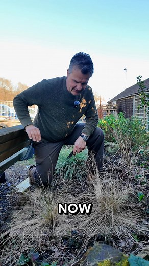 Time to Trim Back Your Stipa! Stipa (Mexican Feather Grass) adds movement and texture to your garden, but a little tidy-up now will keep it looking fresh for the months ahead! 💡 How to Trim Stipa: ✔️ Gently rake through the plant with your hands or a comb to remove dead growth ✔️ Cut back any tangled, scruffy strands for a neater shape ✔️ Encourages fresh new growth as the weather warms up #GardenOnARoll #Stipa #OrnamentalGrass #TrimmingBack #EasyGardening | Garden on a Roll