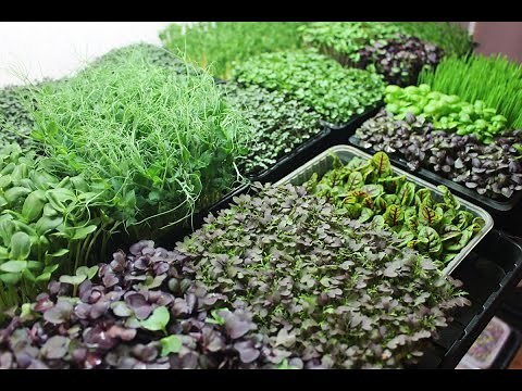 Микрозелень. Лучший способ выращивания дома.