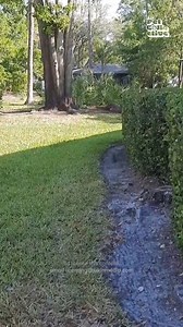 This security guard protects the building AND the critters around it! 🐿️🦸‍♂️ #Squirrel #AnimalRescue #Wildlife | Fur Family