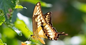 Discover 10 Types of Butterfly