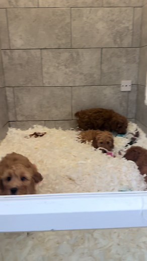 Adorable Cockapoo Best Friends Playing Together