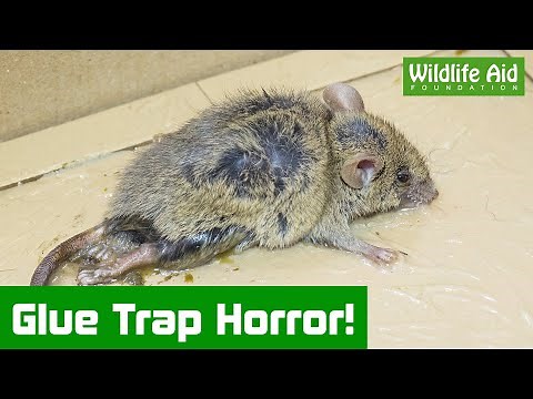 Mouse caught in horrific glue trap horror!
