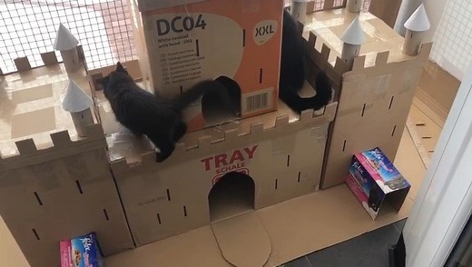 ⚠️ No humans allowed ⚠️ Welcome to the cat castle! Rain and her kittens are having the best time exploring, all thanks to our amazing staff Cats Protection St Helens Adoption Centre who are keeping these gorgeous moggies entertained. DIY idea for the weekend anyone? 🏰 | Cats Protection