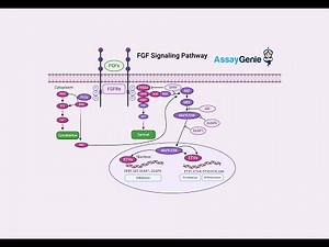 FGF Signaling Pathways Unraveling the Complexities