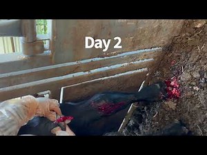 Cow Abscess Popping