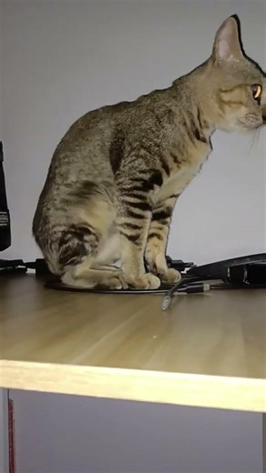 Didud yg Baru siap makan lagi sucikan diri 😂 #cutecat #kucinglucu #cat #kucingkampung #catshorts