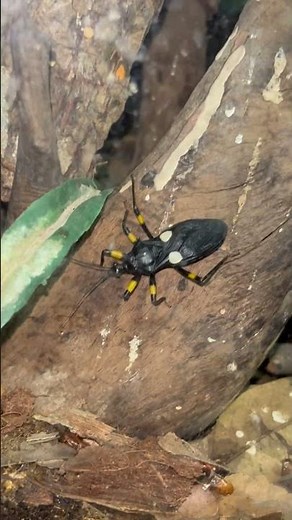 When Assassin Bug MEETS Darkling Beetle ~ What will happen?